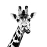 spencer profile picture