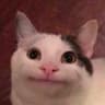 giannear profile picture