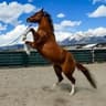 Horsebreeding001 profile picture