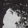 Serentique profile picture