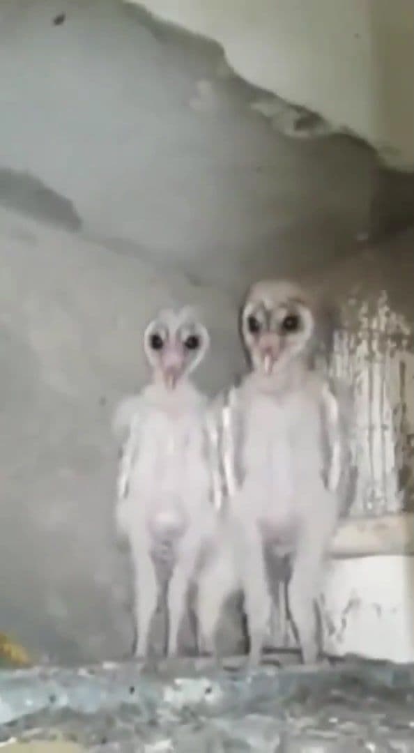 I was today years old when I found out baby owls look like aliens 👽 🤯 #foryou #fyp (TW/dannydutch)
