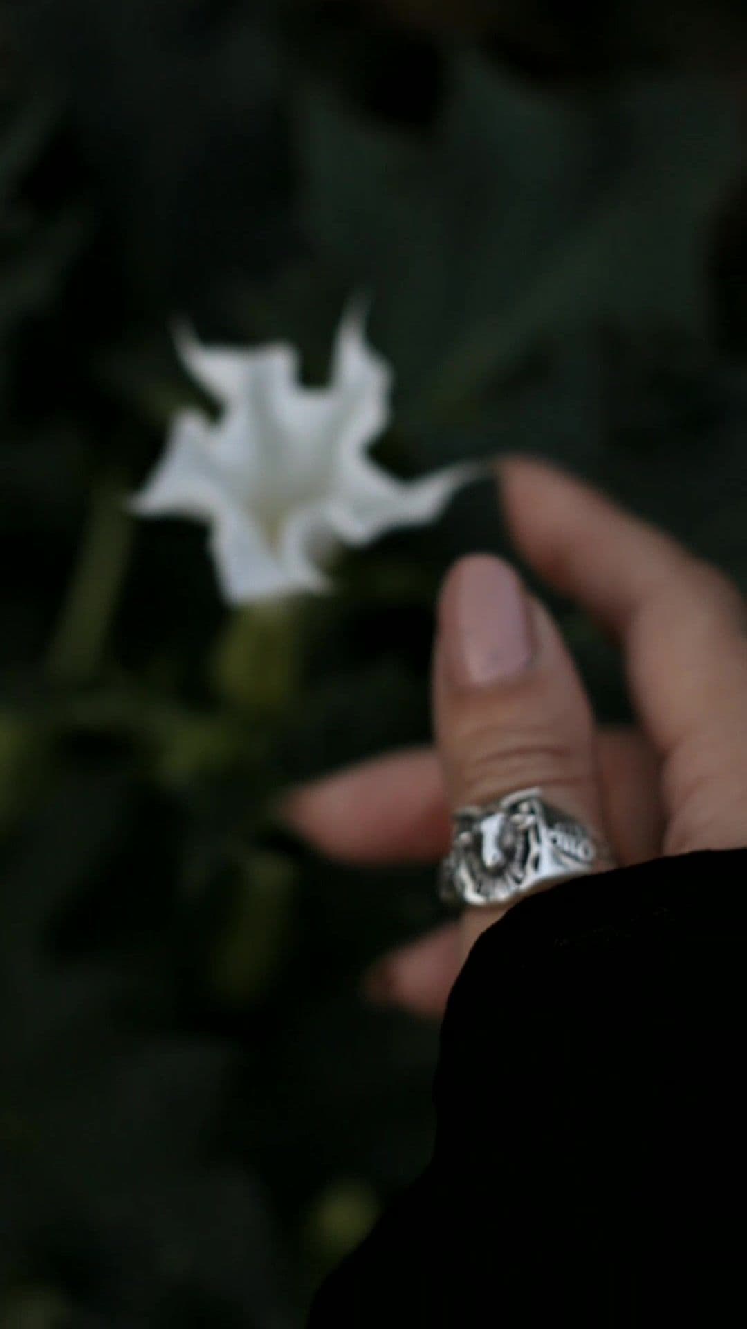 my Datura Stramonio has finally bloomed, I love to grow magical and poisonous plants. What is your favorite magic plant? ♡ #daturastramonium #stramonio #magicplant #witchcraft #italianwitch #witchtok #witchherbs #forestwitch #greenwitch #naturewitch #witchtiktok #paganwitch #lasorgentepagana