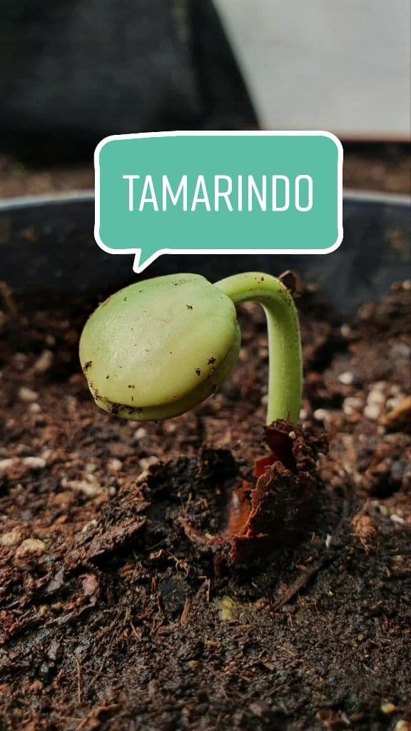 Tamarind. It took around two+ weeks to germinate  #tamarind #tamarindo #urbangarden #raisedbed #seedling #fyp #homegarden #growyourownfood #huerto #huertoencasa 