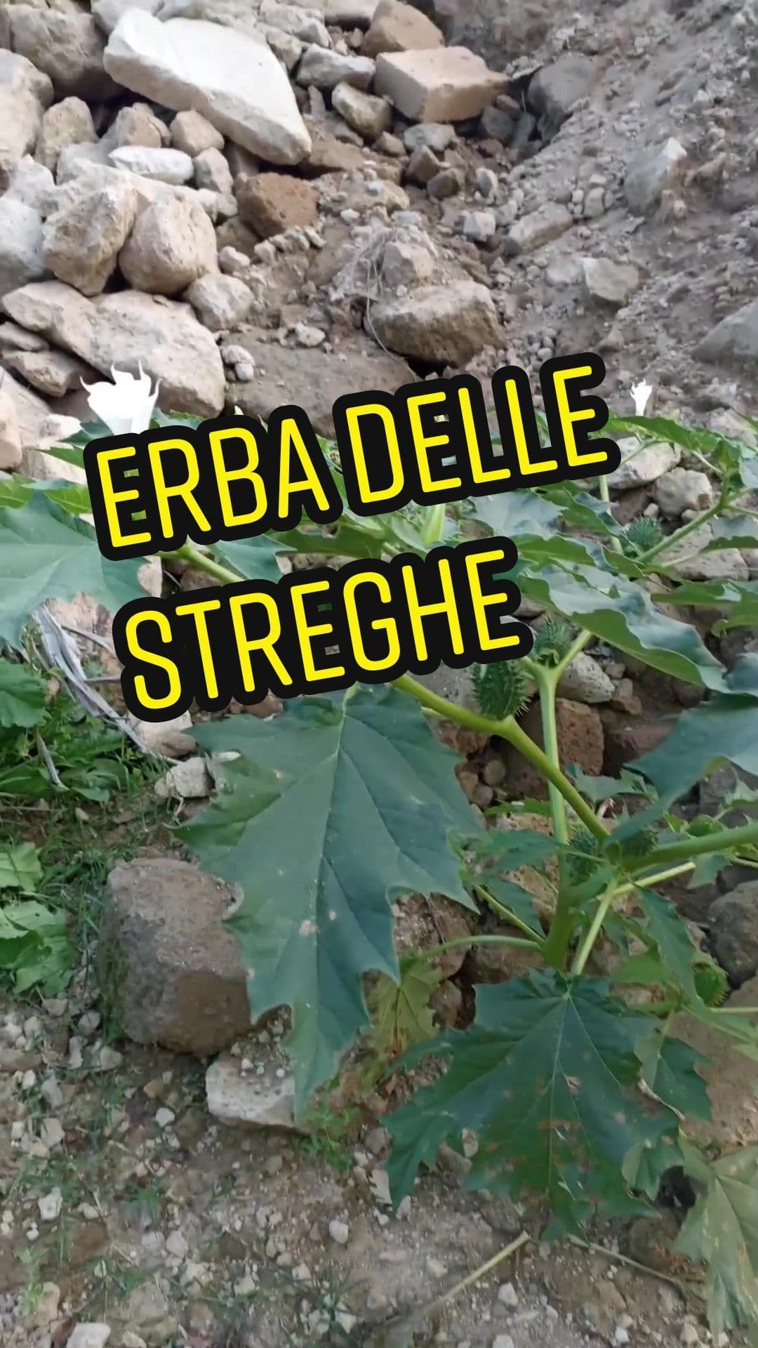Stramonio comune (Datura stramonium) l'erba delle streghe #halloween #strongnature #erbe #erbetossiche #erbespontanee #streghe #pericolosa #halloween2022 