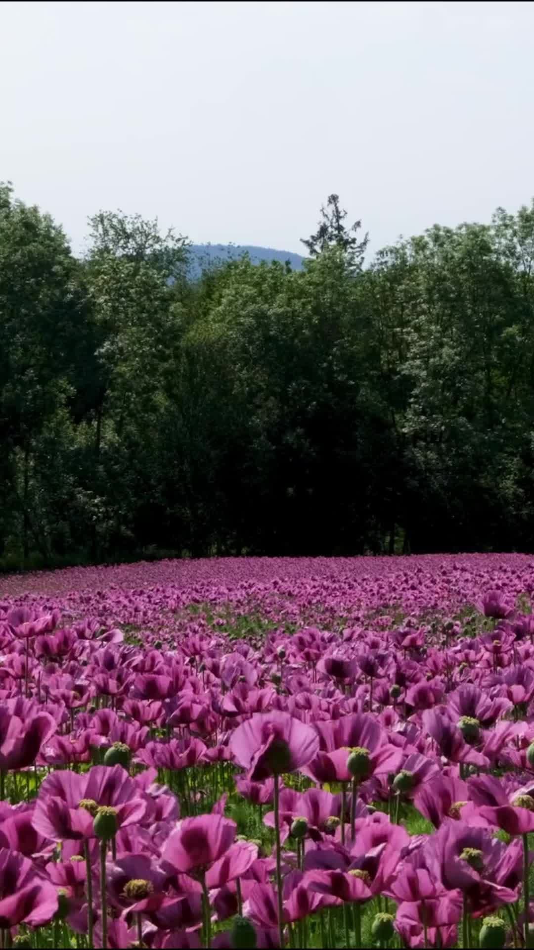 Wind Blowing Flowers🌸 #NatureVoice#Nature#Fyp#Video#Sound#Satisfaction  #Chill#Relax#ASMR#TikTokVideo#TiktokSound#Wind#Flowers#Field