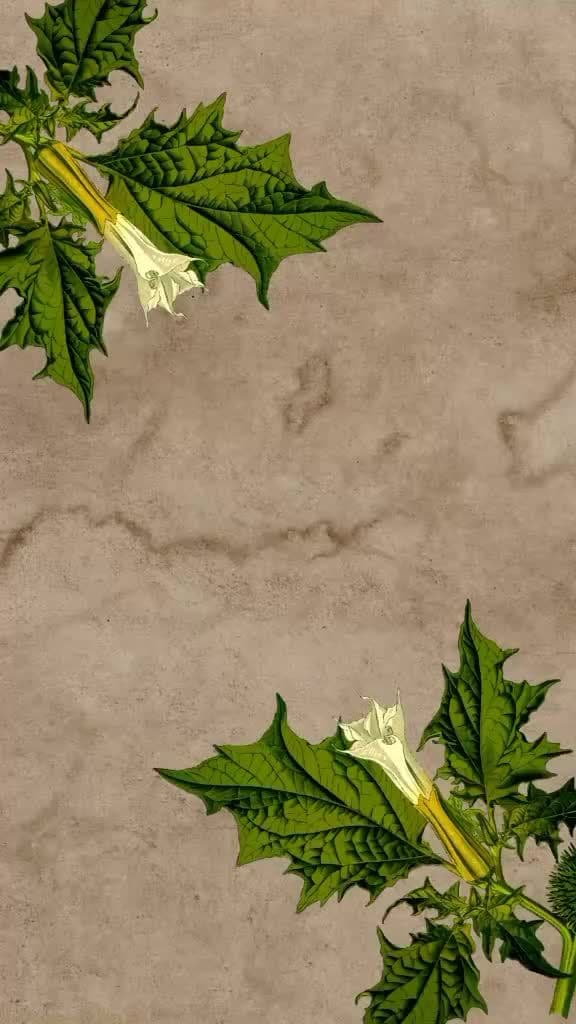 #parati #brujitips #🔮 #altamagia #ritual #❤️ #viral #🌕 #energias #magia #stramonio 