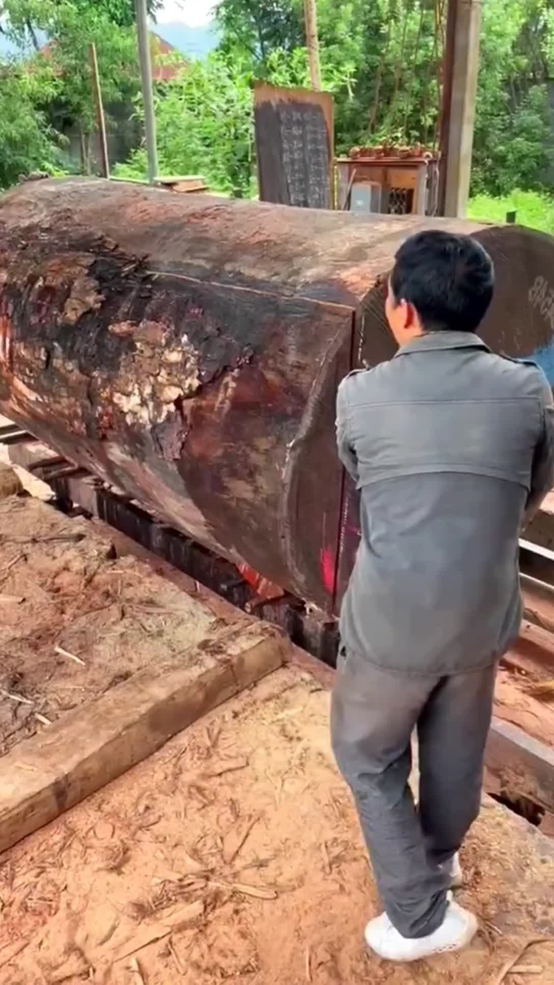 Red wood 💪 #king #master 