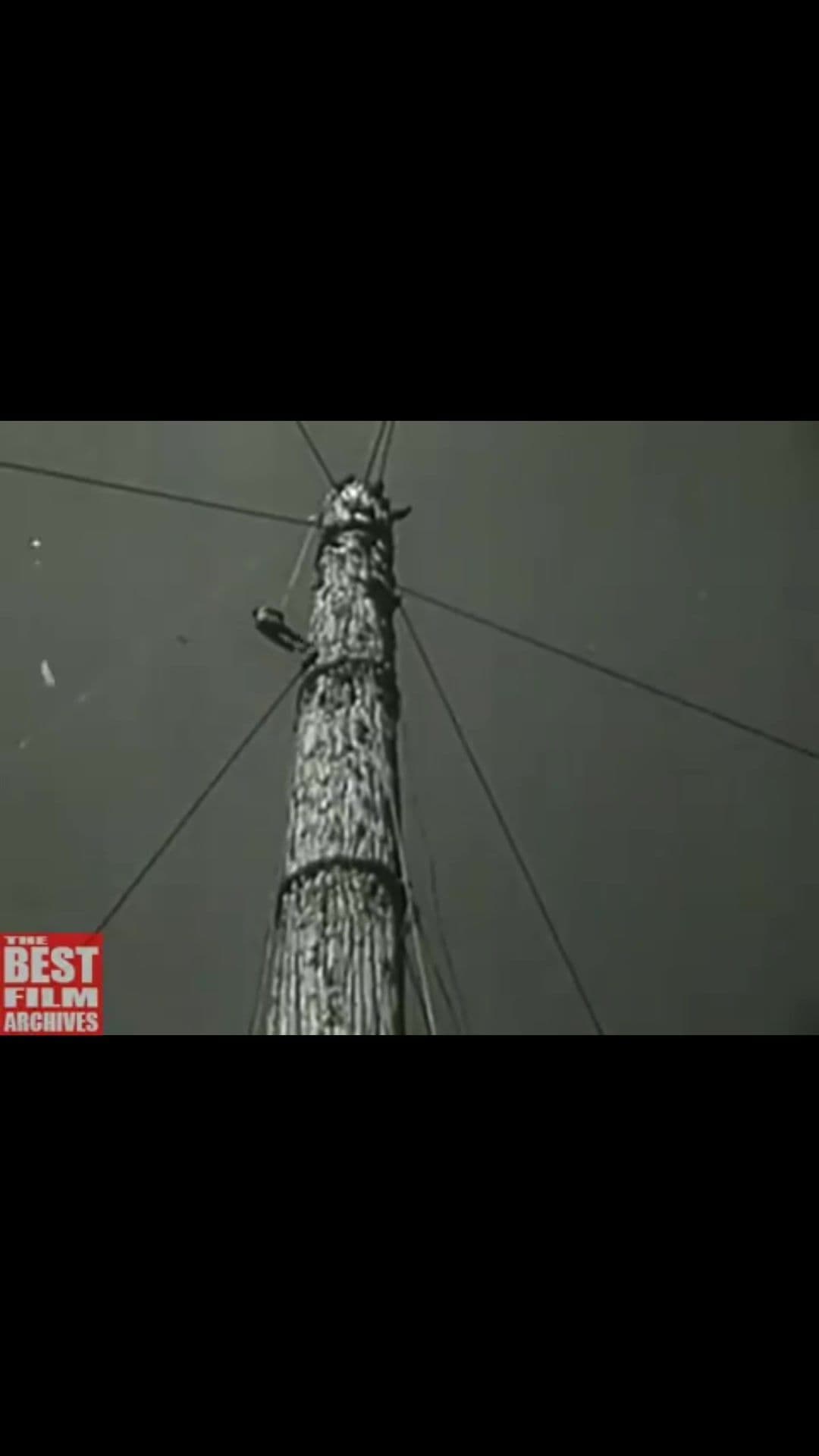 Redwood Logging 1946 #bestjob #mega #baumpfleger #worker #chainsaw #treeworker #redwood #old #oldschool 