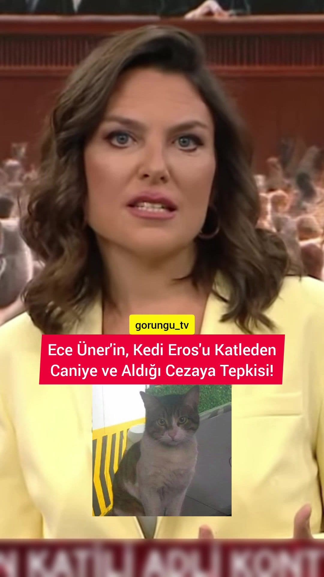 Ece Üner'in, Kedi Eros'u Katleden Caniye ve Aldığı Cezaya Tepkisi! #eceüner #eceuner #kedi #kedieros #eros #ibrahimkeloğlantutuklansın #tepki #kesfet #keşfet 