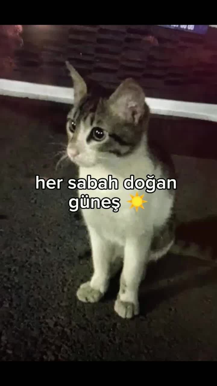 Bu nasıl i Adalet İbrahim Keloğlan tutuklansin  #eros#ibrahimkatil#