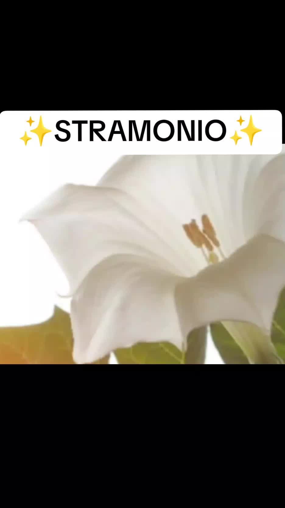 Tratto da STRANERBARIO POETICO di Alberto Pestelli #CapCut #piante #stramonio #aradiaaradia #incantesimo #wicca #magia #erboristeria #erbe #magia #perte #strega #tutti #ritual 