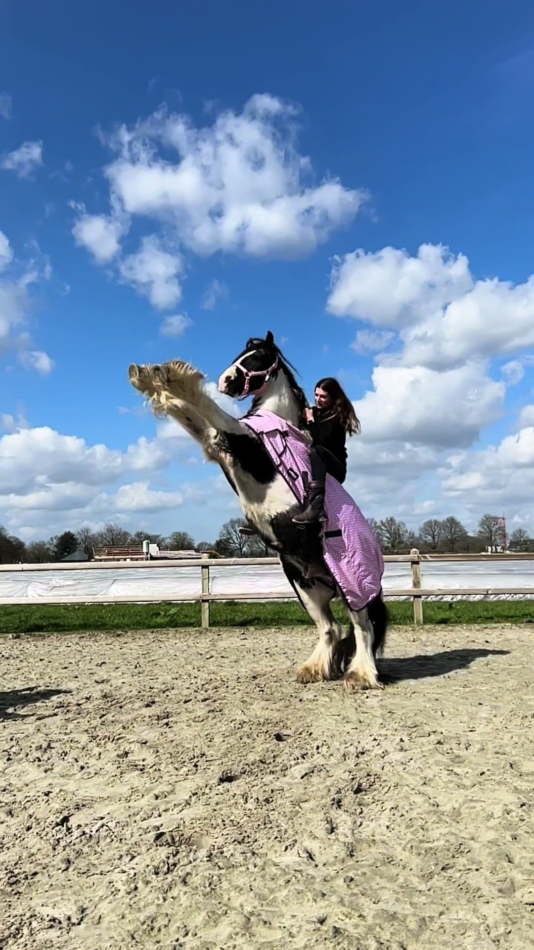 I miss Zorro so much😢 #horse #fyp #bighorse #pony 