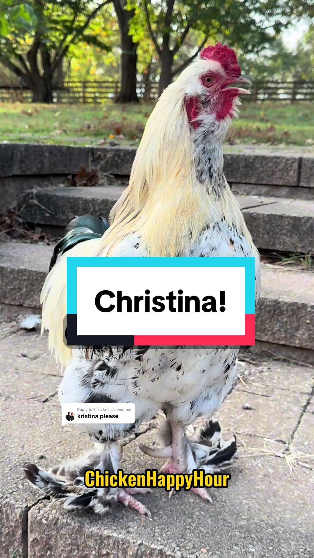 Replying to @Elisa krisi frankie is calling #kristina #christina #cristina #tina #cris #kris #chris #rooster #chicken #memesdaily #funny #chickensoftiktok #funnyanimals #chickenhappyhour