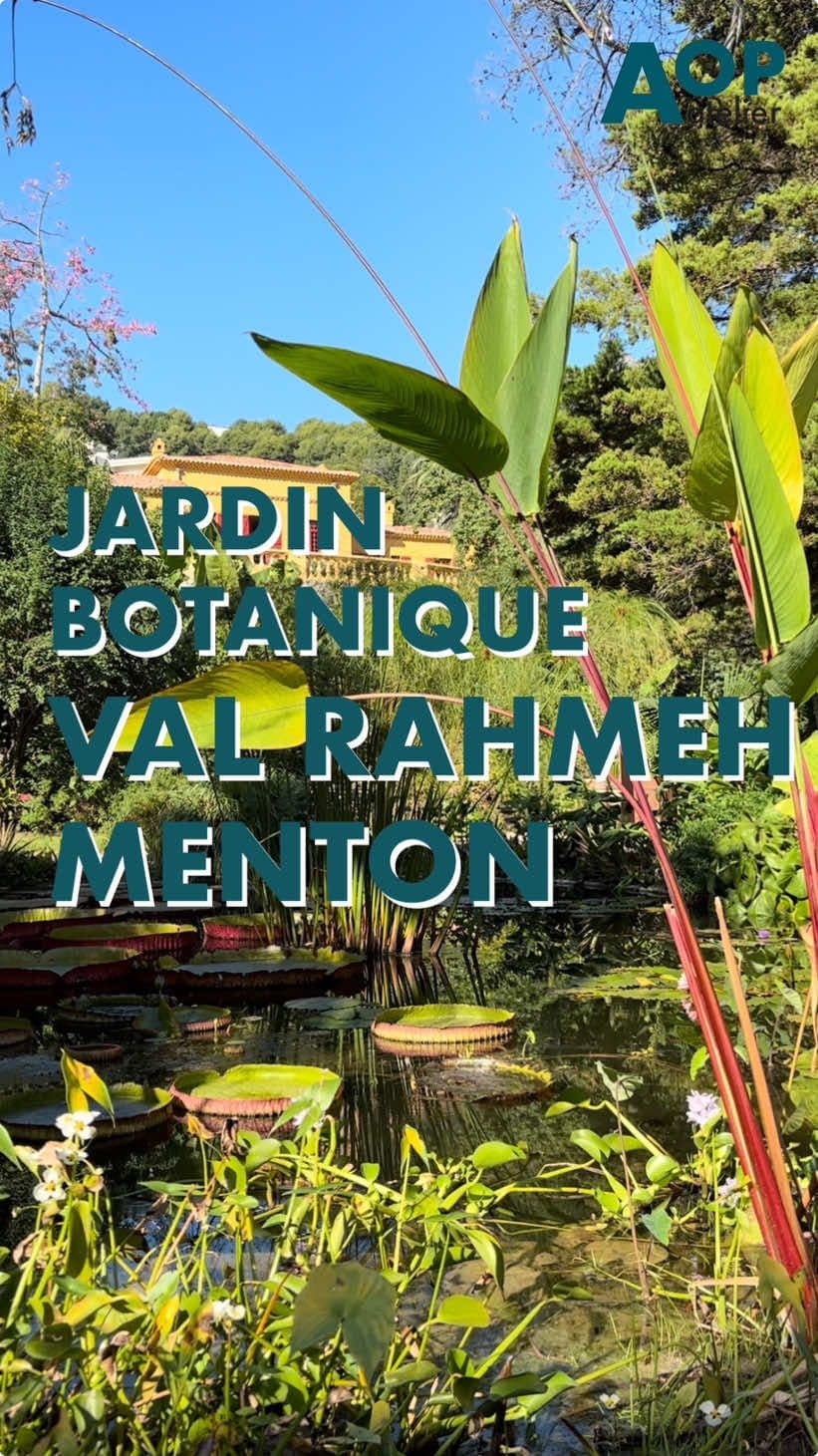 Bonjour à tous! 🌞 Aujourd'hui, direction Menton pour vous faire découvrir le magnifique jardin botanique Val Rahmeh. Ce jardin enchanteur combine des ambiances végétales variées, mêlant essences méditerranéennes et exotiques, pour offrir un véritable voyage à travers le monde. Facilement accessible à pied depuis la gare de Menton, ce jardin est une visite incontournable dans cette charmante ville au charme italien. Et vous, avez-vous des idées de jardins à explorer ? Partagez-les avec nous ! 🌱 #frenchriviera #cotedazur #paysagiste #architectepaysagiste #architecte #jardin #nice #villaarson #art #design #dessin #nature #concepteurpay sagiste Vient un #exterieur #designer #landscapedesignera #paysage #landscape #garden #architecture #Méditerranée #marseille #sun #fleurs #plante #tourisme #visit #parc