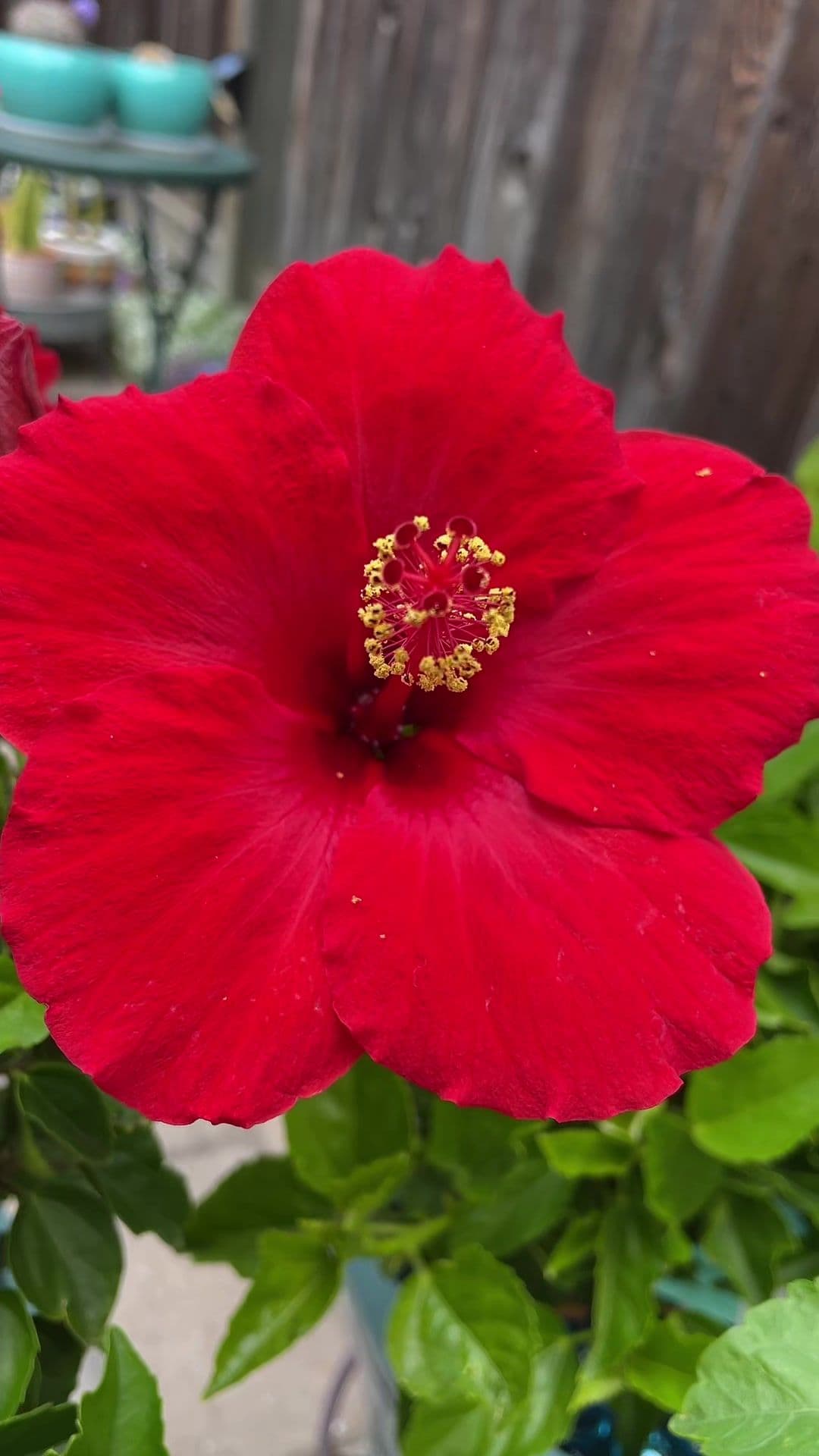 Reds, real color! #hibiscus #hibiscusflower #gardeningtiktok #flowers #garden 