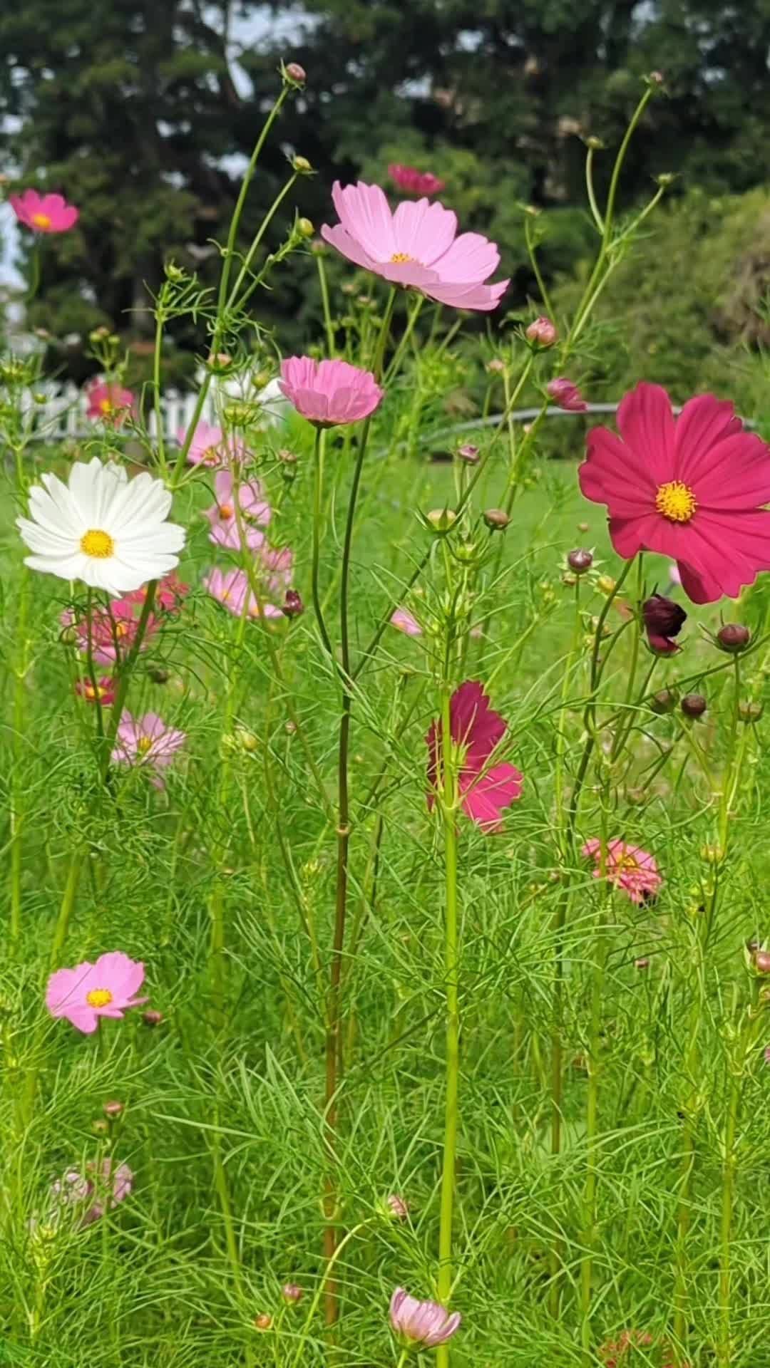 Flowers in the wind #flowers #breeze #summer #spring #picnic #nature 