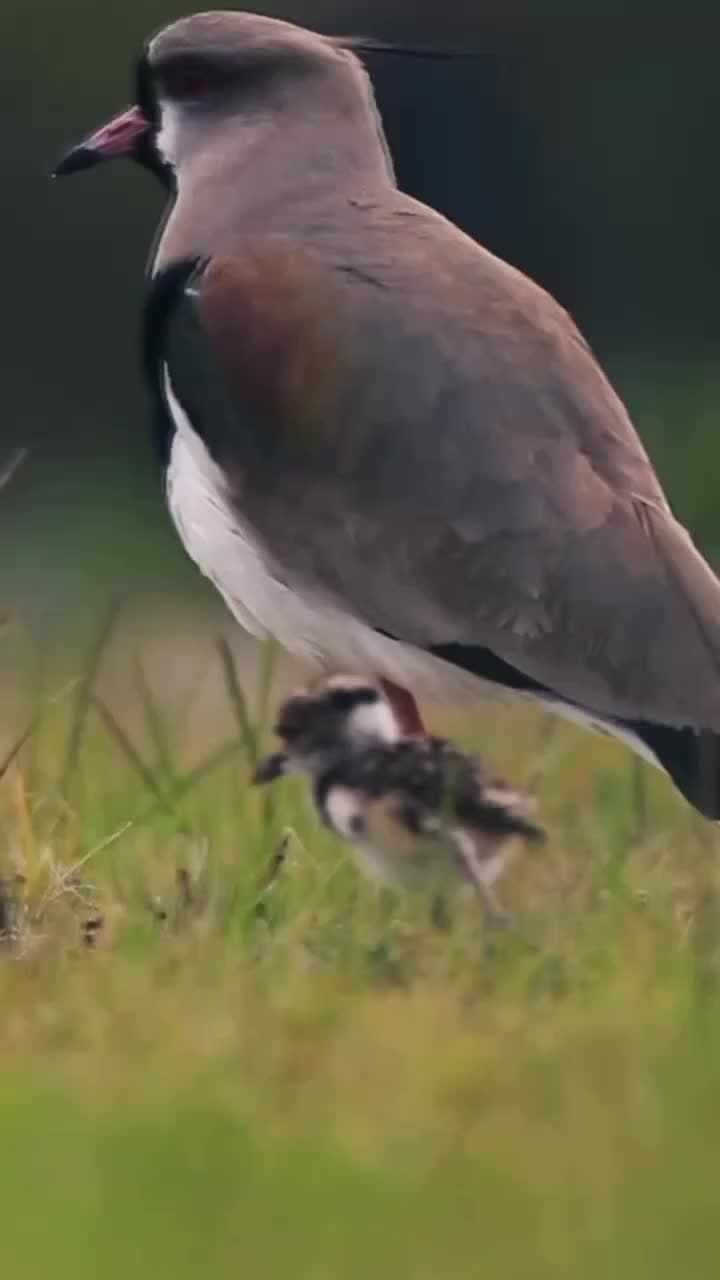 #tero #teruteru #ave #aveautoctona #avesuruguay #uruguay #servimat #servimaturuguay #teti #viral 