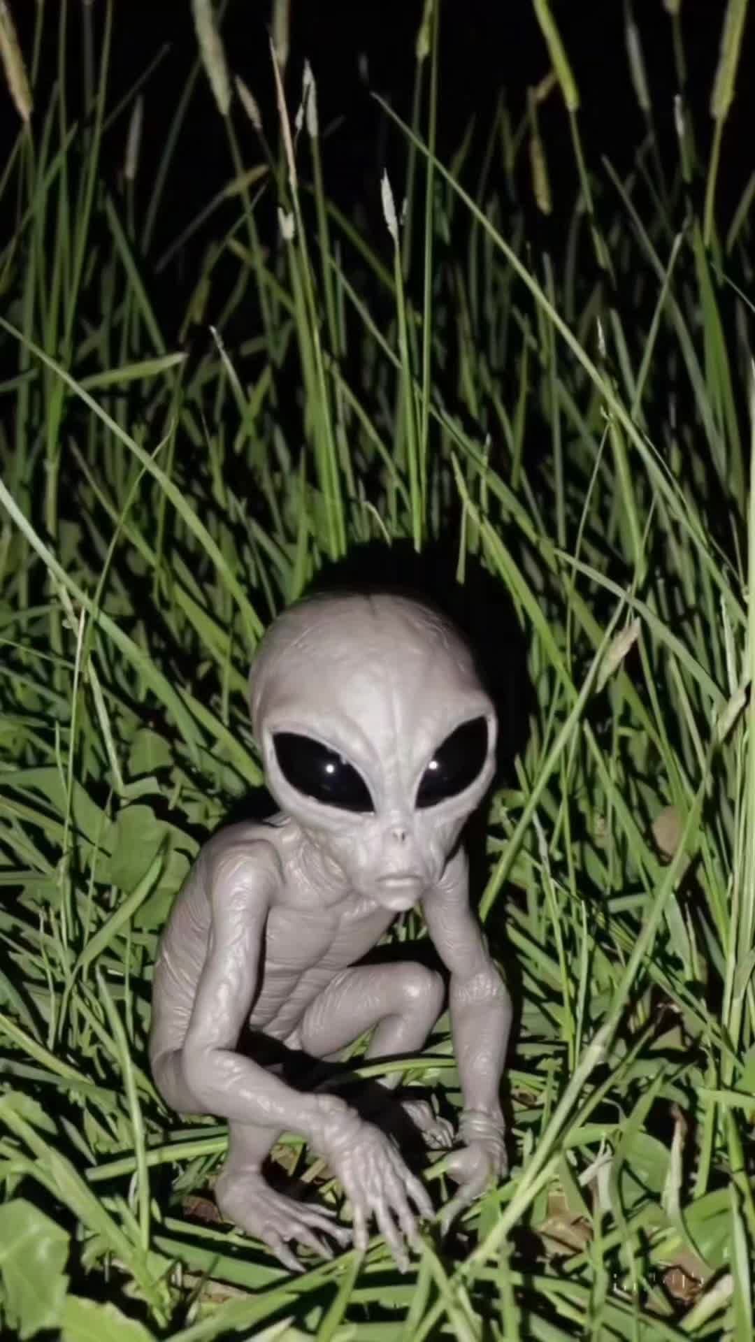 Found 2 aliens in my backyard… this is NOT a joke! #alien #aliens  #ufosighting #backyardalien #creepyvideo #extraterrestrial #greyalien #mysterytok #tiktokmystery #ufo 