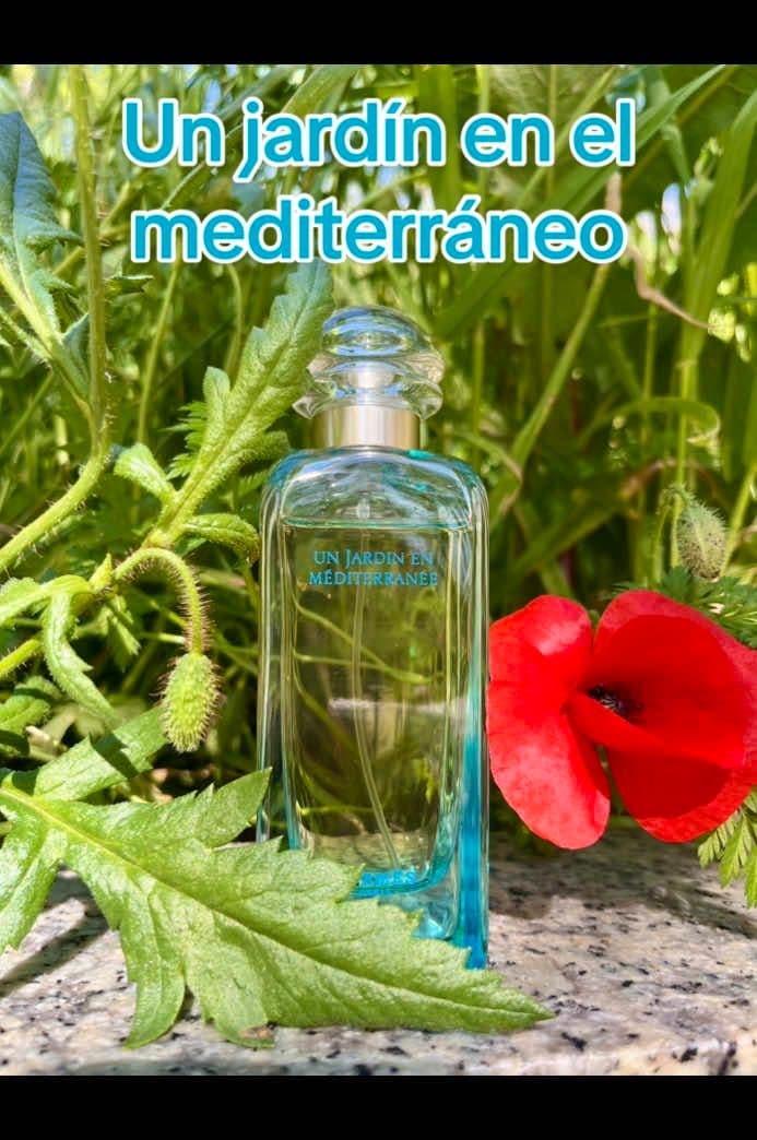 Un Jardín en el Mediterráneo de Hermès es mucho más que un perfume: es una escapada sensorial a la sombra de una higuera en plena costa mediterránea. Desde su salida, notas verdes y frescas de higuera y hojas de naranjo despiertan la piel como la brisa suave del verano. A medida que evoluciona, se funde con el toque cremoso del almendro y la luminosidad del cedro, envolviendo los sentidos en un aura natural y serena. Ideal para la primavera y el verano, este perfume brilla con luz propia cuando el sol acaricia la piel. Es perfecto para quienes buscan un aroma fresco, natural y sofisticado, que evoque días al aire libre y momentos de calma bajo el sol. ¿Ya lo conocías o está en tu lista de deseos?#creatorsearchinsights #perfumes #parfums #fragancias #fragances #perfumeaddict #perfumetok #fragancetok #viral #paratiiiiiiiiiiiiii  #parati #paratiiiiiiiiiiiiiiiiiiiiiiiiiiiiiii  #perfumereview #review #fraganceoftheday #tiktokparfum #niche #nichefragance #fyp #date #perfumedeldía #creatorsearchinsights #hermes #primavera #garden 