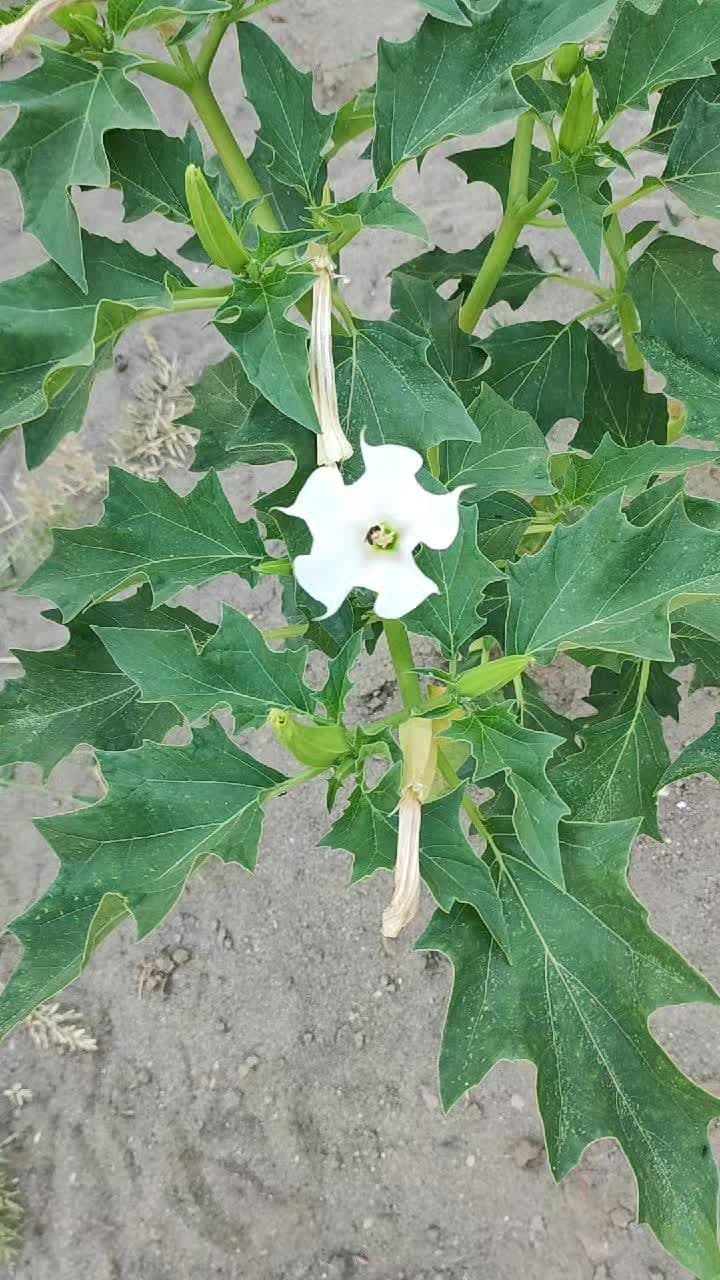 #DaturaStramonium #Stramonio #erbespontanee #alimurgia 