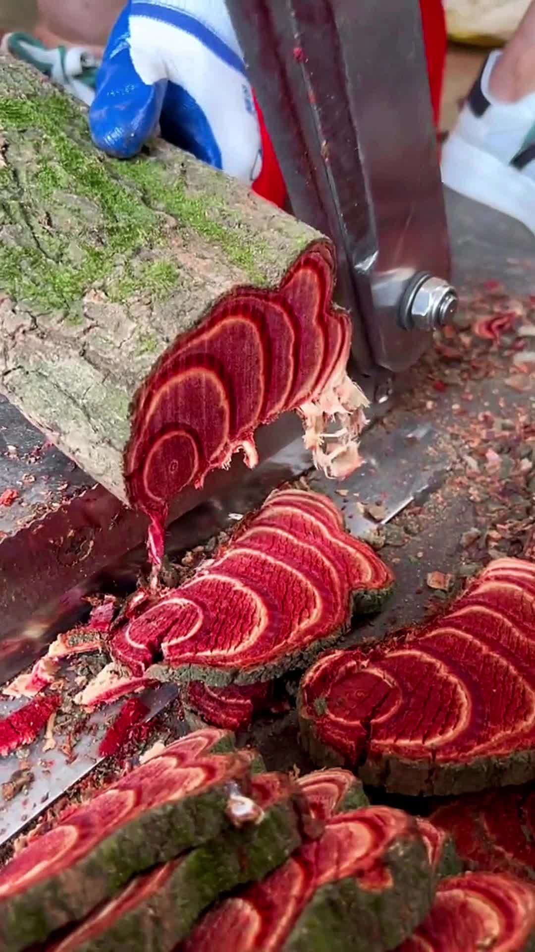 This rare Redwood is so Expensive This is the rarest and most expensive redwood you’ll find. These trees take centuries to grow and are highly sought after for their beauty and history. #Redwood #ExpensiveWood #RareTrees #NatureLovers #California #Woodworking #EcoFriendly