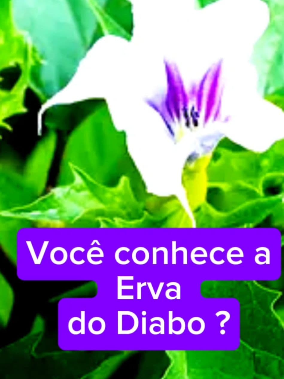 🌿 A erva do diabo não é um mito. É uma planta real, poderosa e letal. ⠀ O estramônio (Datura stramonium) foi usado por culturas ancestrais em contextos profundamente ritualísticos. Bruxas medievais, xamãs mesoamericanos, curandeiros, todos sabiam: essa planta não se usa sem preparação, sem guia, sem limite. ⠀ ⚠️ Ela é altamente tóxica. Uma pequena dose pode causar alucinações graves, paralisia, convulsões ou mort*. ⠀ Na Nomady, acreditamos que conhecimento é proteção. Por isso, falamos sobre plantas mágicas com verdade e responsabilidade. ⠀ 🔮 Magia não é fantasia; é compromisso. Nossa missão é resgatar saberes ancestrais com ética, respeito e consciência. Para que o caminho da magia seja seguro, transformador e conectado com a natureza, sem riscos desnecessários. ⠀ ✨ Não use. Apenas conheça. Porque há forças que devem ser apenas compreendidas, e não invocadas. ⠀ 📚 Conteúdo baseado em estudos de etnobotânica, antropologia e história. ➡️Nos siga para mais conhecimento ancestral.  #magia  #ervasdepoder #estramonio #datura #plantastoxicas #plantas #bruxariaancestral #bruxa #nomady #witchcraft #medieval #conhecimentoliberta #witchtok 