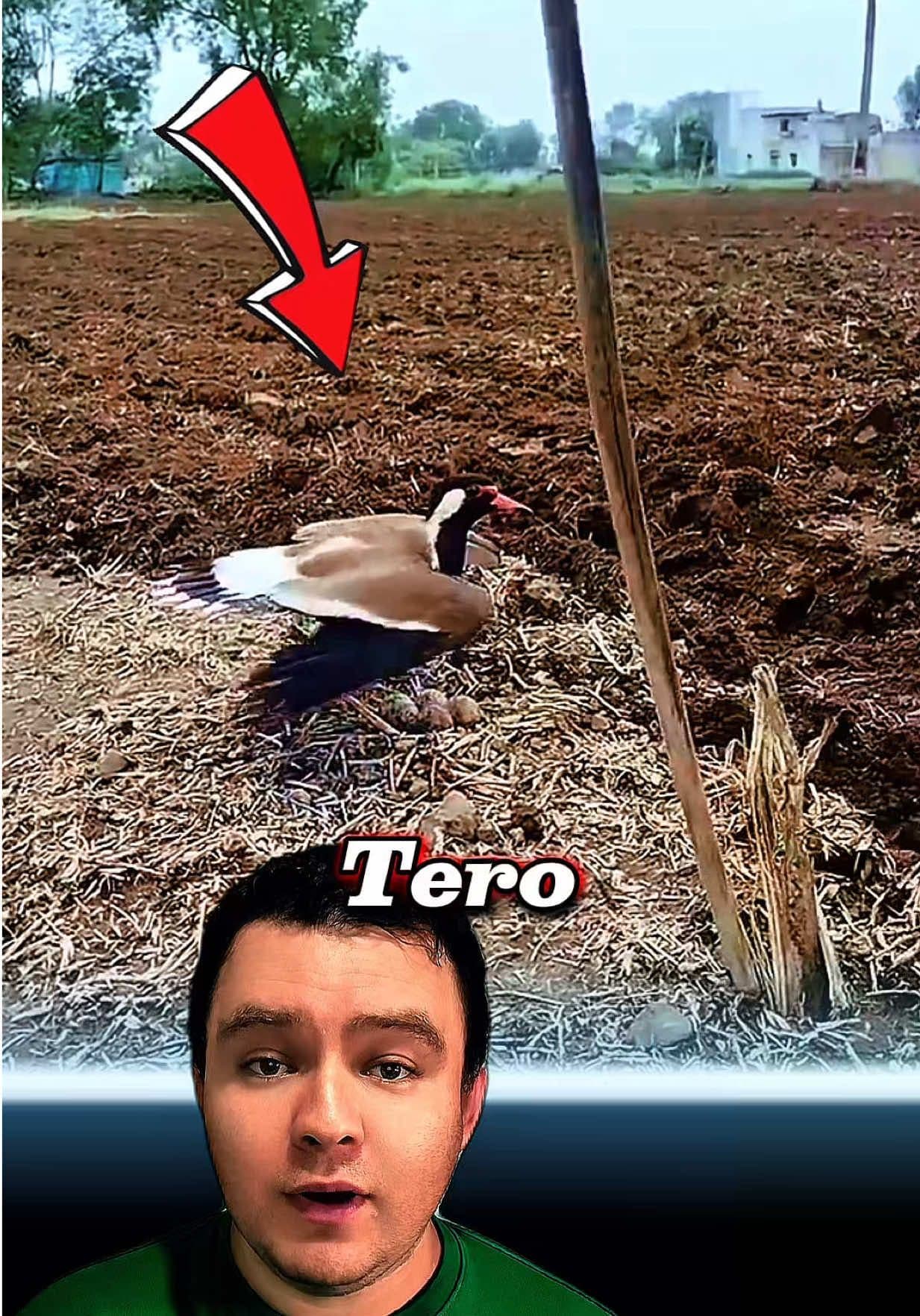 Éste pájaro TERO demostró ser una de las aves más valientes del mundo ##entretenimiento##animales##aves##tero##animalessalvajes
