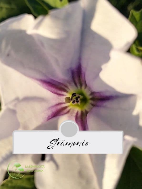 🌿 Lo Stramonio: una pianta dal fascino misterioso🌿 Avete mai incontrato lo stramonio questa meraviglia della natura? Conosciuta anche come"erba del diavolo", lo stramonio è una pianta affascinante, ma con un lato nascosto... le sue foglie e i semi contengono alcaloidi potenti, che in passato venivano usati dagli sciamani per riti e cerimonie per alterare gli stati di coscienza. Una storia antica e intrigante, ma attenzione: è una pianta altamente tossica e il suo uso è estremamente pericoloso! La bellezza della natura va sempre osservata con rispetto e consapevolezza. Cosa ne pensi di questa pianta così particolare?👇 #piantetossiche #stramonio #tiktoknatura #perte #curiosita 