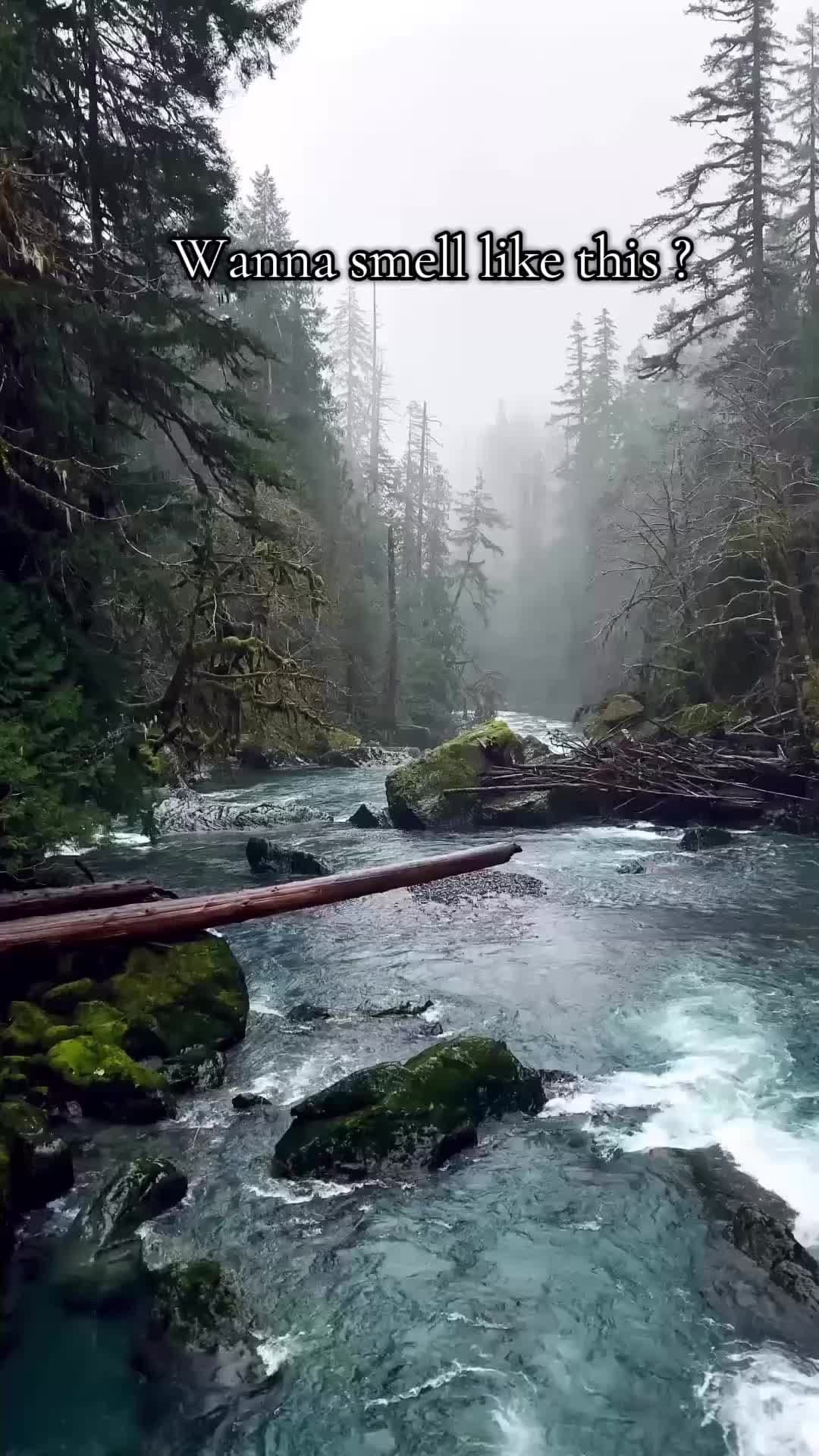 Wanna smell like fresh morning walk in the forest ? Try memo paris russian leather #fragrance #fragrancetiktok #colonge #fyp #viralperfume 