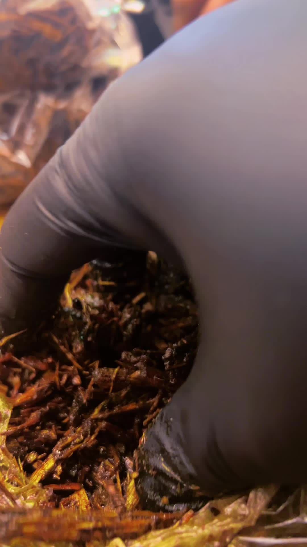 ሮያል ዑድ በኹር በ3 አይነት አማራጭ #bakhoor #ethiopian_tik_tok🇪🇹🇪🇹🇪🇹🇪🇹 #creatersearchinsights #royaloud #oud 