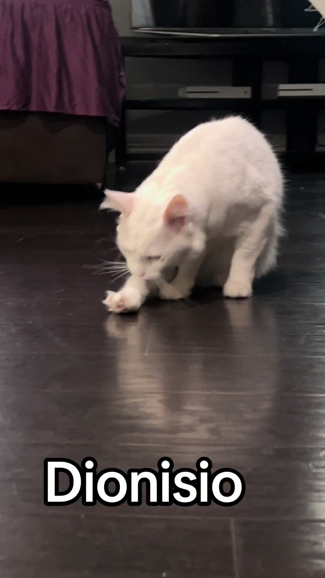 #fypシ #😃😃😃😃 #foryou #dionisio name cat