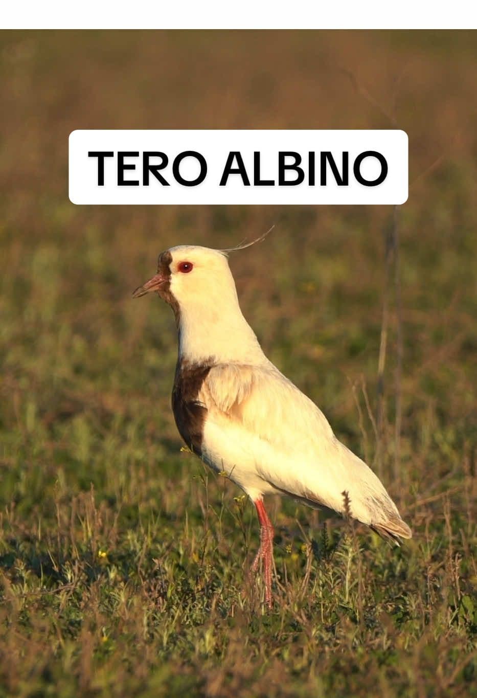 TERO CON LEUCISMO  #tero #teroblanco #teroalbino #albino #leucismo 