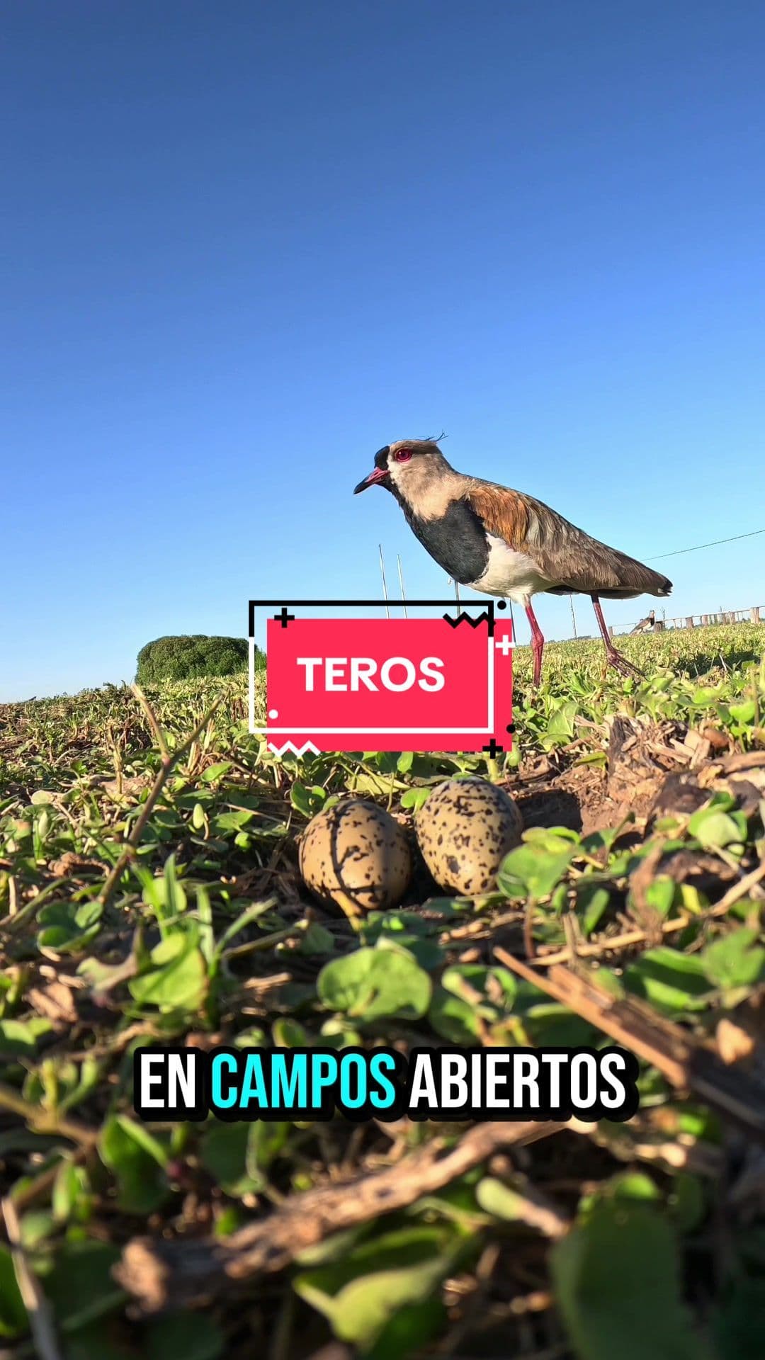 Temporada reproductiva de los teros Mi tienda 👉 @tienda.elcuervo  #tero #teros #alcaravan #aves #ave 