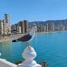 Viva  Benidorm profile picture