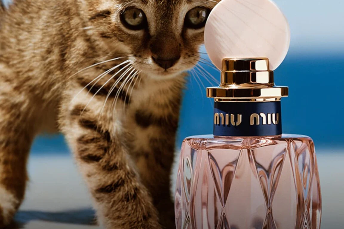 Miu Miu brand story and heritage